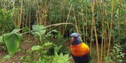Le zoo de la Flèche recueille 32 animaux du zoo de la Teste-sur-Buch, dont des oiseaux.