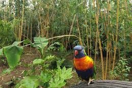 Le zoo de la Flèche recueille 32 animaux du zoo de la Teste-sur-Buch, dont des oiseaux.