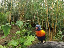 Le zoo de la Flèche recueille 32 animaux du zoo de la Teste-sur-Buch, dont des oiseaux.