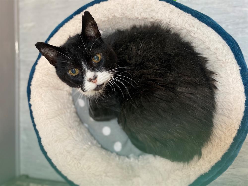 commander-75619-656f0751c08db