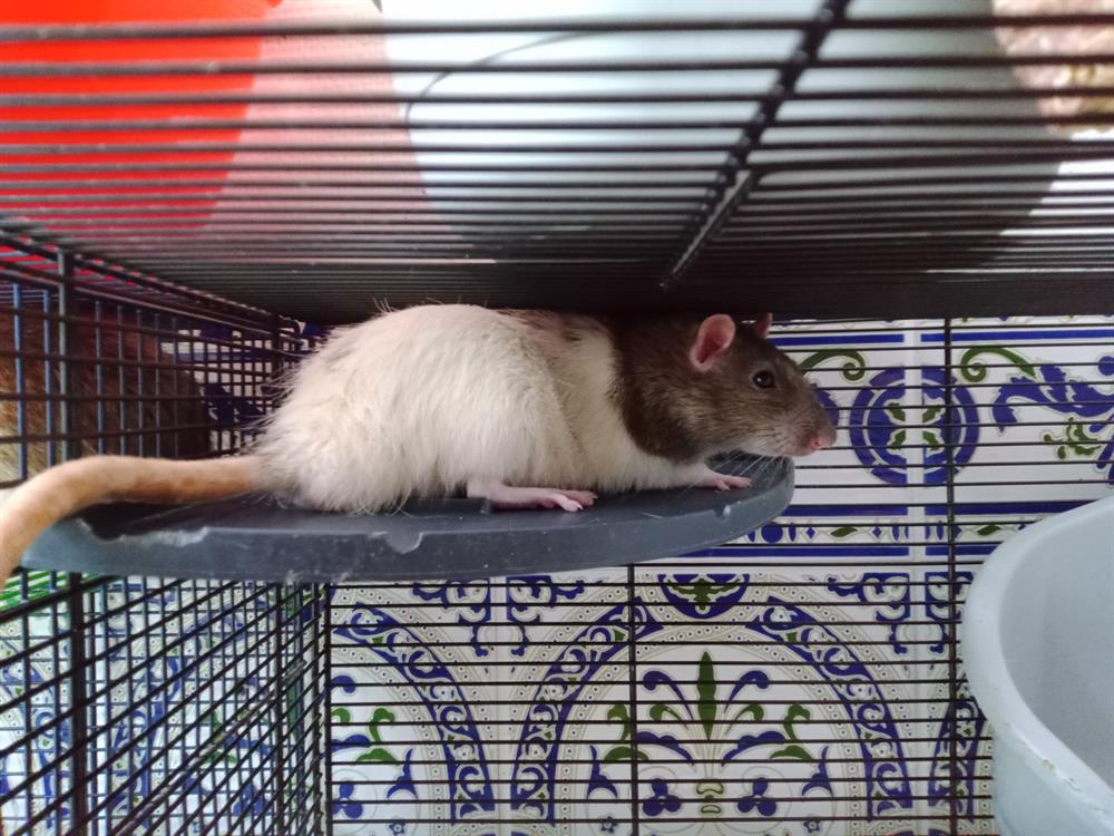 blez-163694-682452e85b636