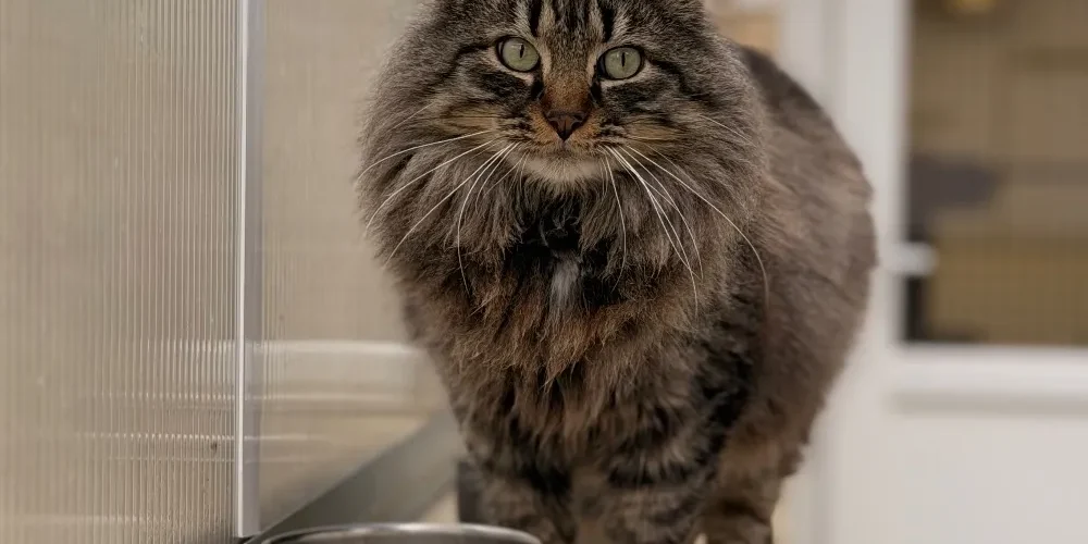 catwolf-186275-699b3115c03fe