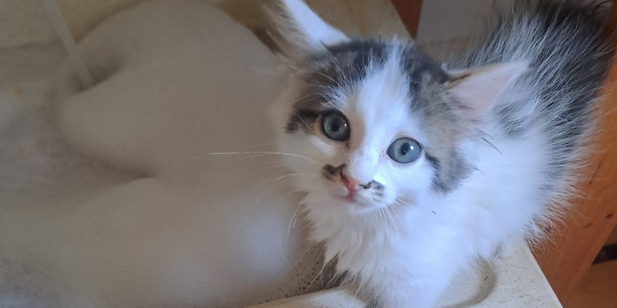 Chaton
