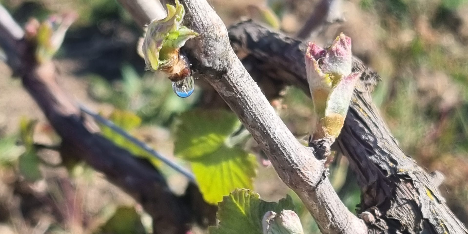 Vignoble